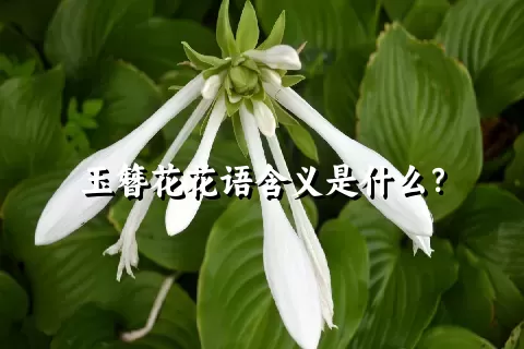 玉簪花花语含义是什么？