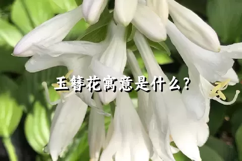 玉簪花寓意是什么？