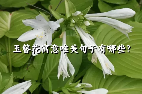 玉簪花寓意唯美句子有哪些？