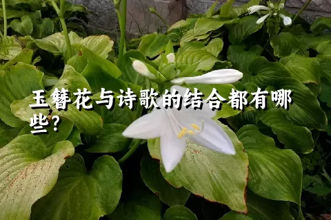 玉簪花与诗歌的结合都有哪些？