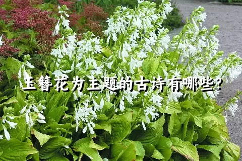 玉簪花为主题的古诗有哪些？