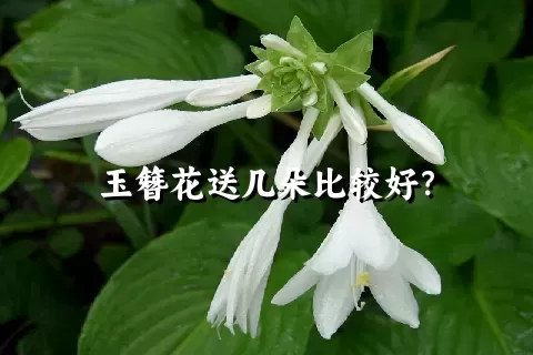 玉簪花送几朵比较好？