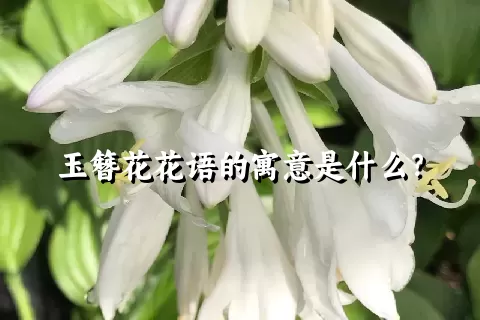 玉簪花花语的寓意是什么？