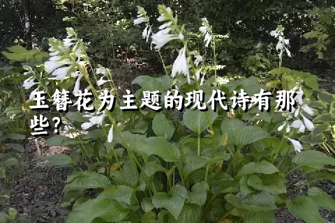 玉簪花为主题的现代诗有那些？