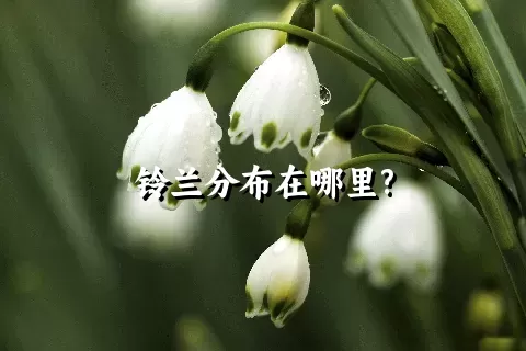 铃兰分布在哪里?