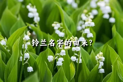 铃兰名字的由来？