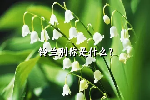 铃兰别称是什么？