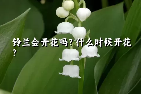 铃兰会开花吗？什么时候开花？