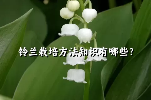 铃兰栽培方法知识有哪些？