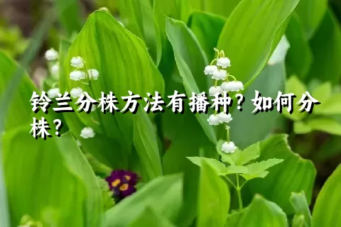 铃兰分株方法有播种？如何分株？