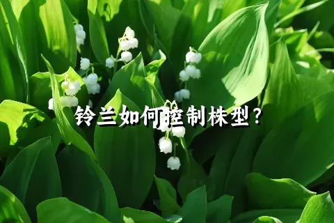 铃兰如何控制株型？