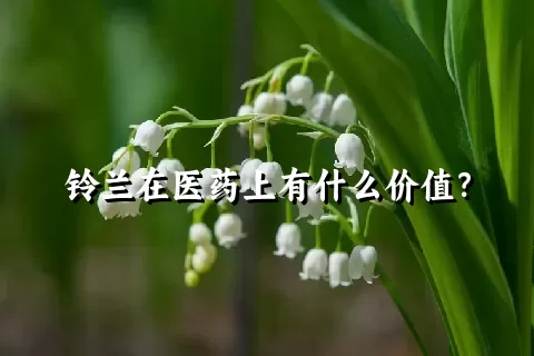 铃兰在医药上有什么价值？