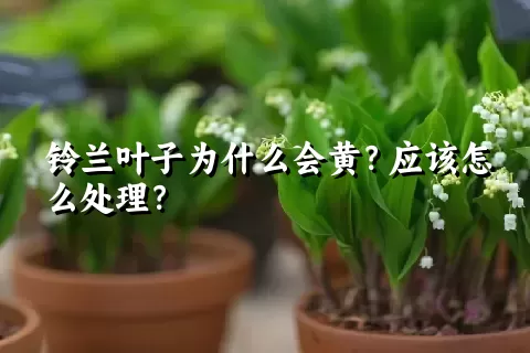 铃兰叶子为什么会黄？应该怎么处理？