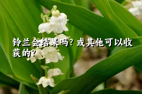 铃兰会结果吗？或其他可以收获的？