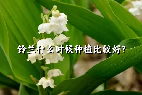 铃兰什么时候种植比较好？