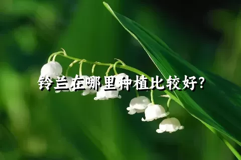 铃兰在哪里种植比较好？