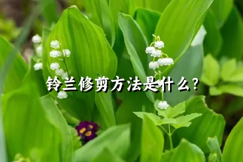 铃兰修剪方法是什么？