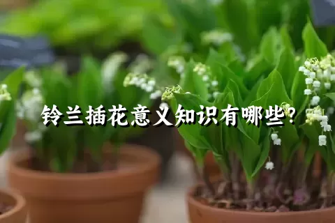 铃兰插花意义知识有哪些？