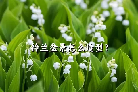 铃兰盆景怎么造型？