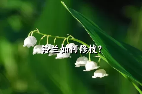 铃兰如何修枝？