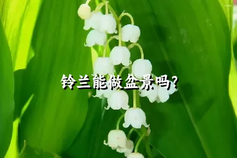 铃兰能做盆景吗？