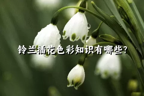 铃兰插花色彩知识有哪些？