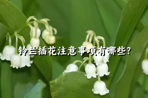 铃兰插花注意事项有哪些？