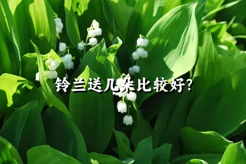 铃兰送几朵比较好？