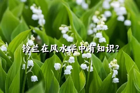 铃兰在风水学中有知识？