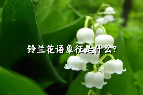 铃兰花语象征是什么？