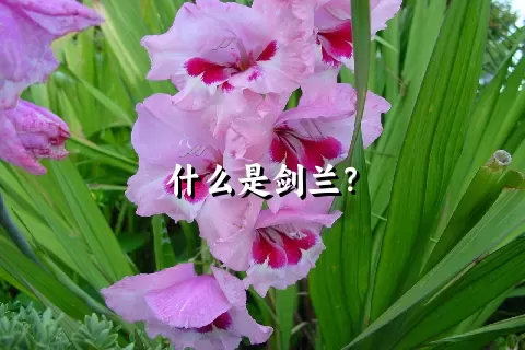 什么是剑兰？