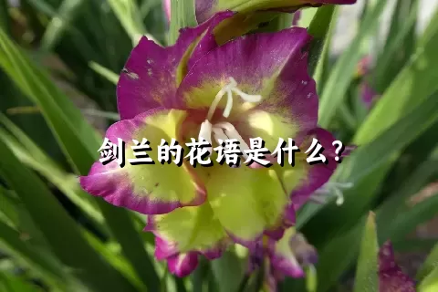 剑兰的花语是什么？