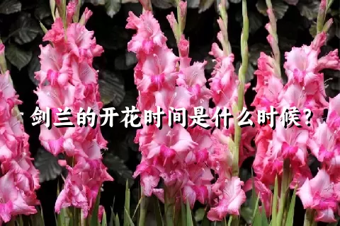 剑兰的开花时间是什么时候？