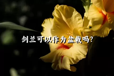 剑兰可以作为盆栽吗？