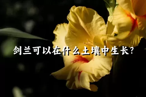 剑兰可以在什么土壤中生长？