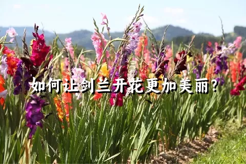 如何让剑兰开花更加美丽？