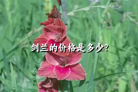 剑兰的价格是多少？