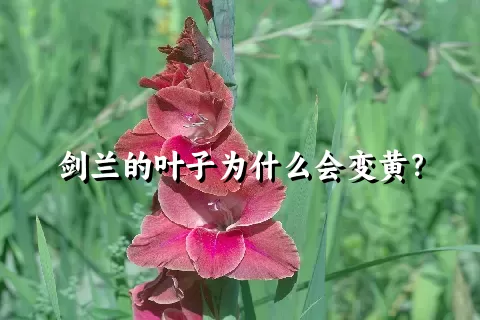 剑兰的叶子为什么会变黄？