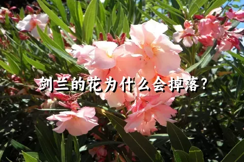 剑兰的花为什么会掉落？