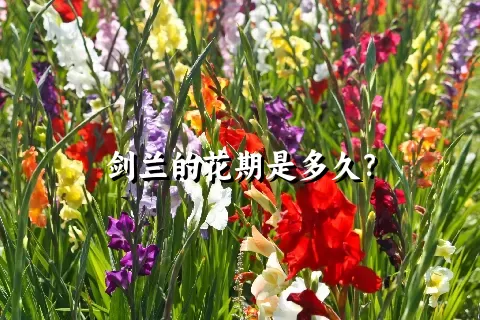 剑兰的花期是多久？