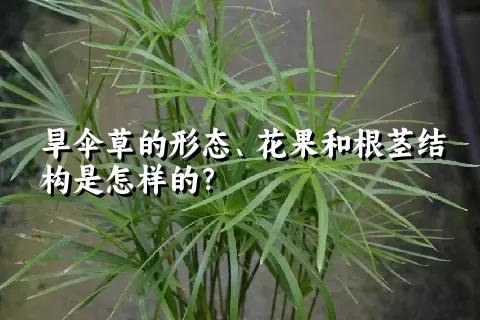 旱伞草的形态、花果和根茎结构是怎样的？