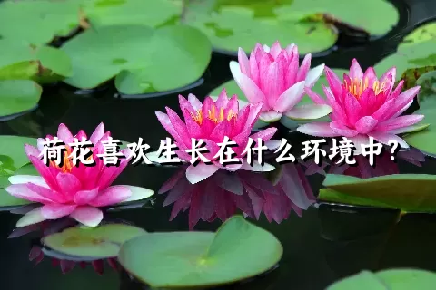 荷花喜欢生长在什么环境中?