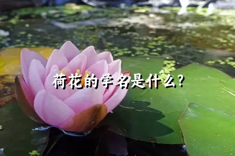 荷花的学名是什么?