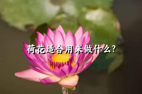 荷花适合用来做什么?