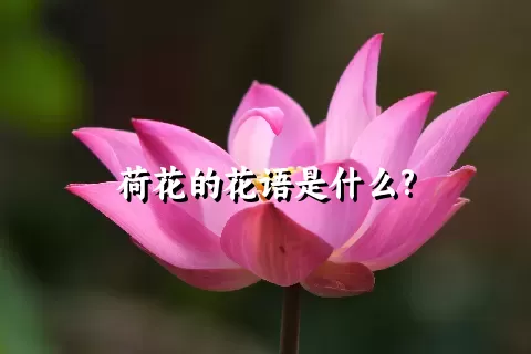 荷花的花语是什么?