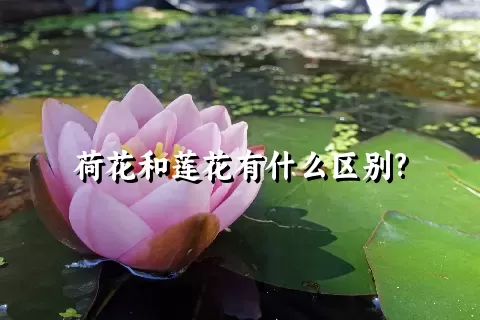 荷花和莲花有什么区别?