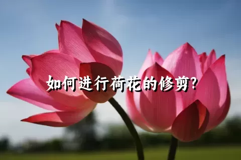 如何进行荷花的修剪?