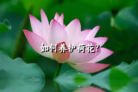 如何养护荷花?