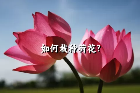 如何栽种荷花?