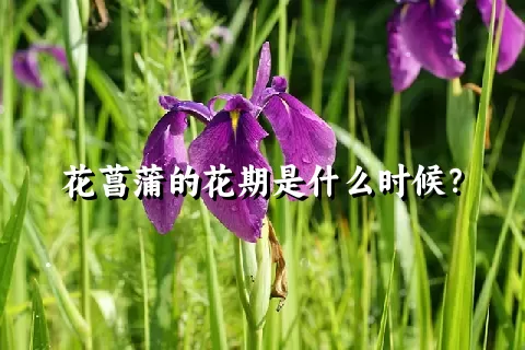 花菖蒲的花期是什么时候？